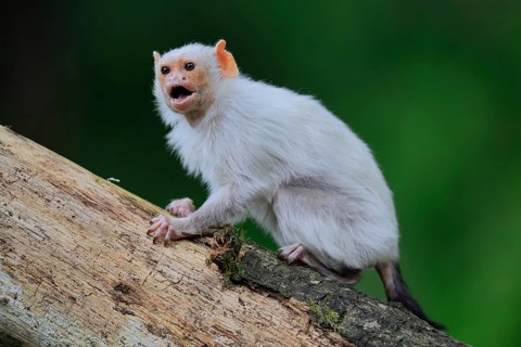 Silver marmoset (Mico argentatus, Syn.: Callithrix argentata), silver marmoset, adult, on tree