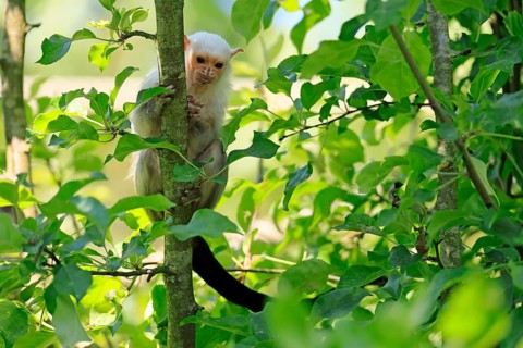 Silver marmoset (Mico argentatus, Syn.: Callithrix argentata), silver marmoset, adult, sitting on