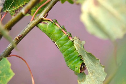 Puss moth caterpillar, summer, Germany