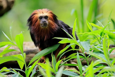 Golden-headed lion tamarin (Leontopithecus chrysomelas), adult, on tree, alert, captive, South