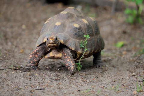 Coal turtle (Geochelone carbonaria), adult, foraging, running, South America