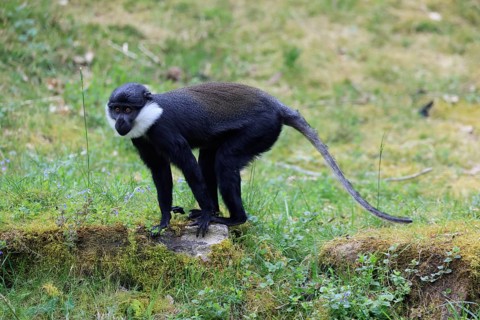 L'Hoest's monkey (Cercopithecus lhoesti), adult, alert