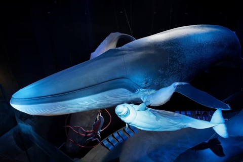 Blue whale (Balaenoptera musculus) and beluga whale, white whale (Delphinapterus leucas), 1:1 scale