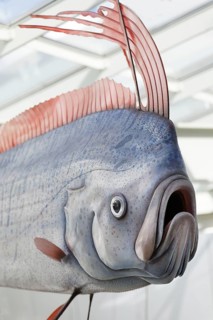 Portrait oarfish (Giant oarfish) replica on a scale of 1:1, Ozeaneum, Natukundemuseum, museum