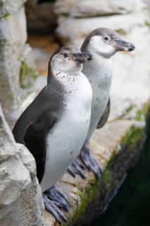 Humboldt penguin (Spenuiscus humboldti), penguin enclosure, Ozeaneum, Natukundemuseum, museum