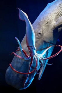 Sperm whale (Physeter macrocephalus captures giant squid (Architheutis dux), giant octopus, 1:1