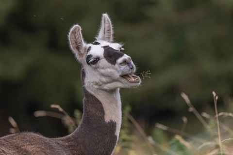 A curious llama jumps around on grass in a green field surrounded by trees. Its striking facial