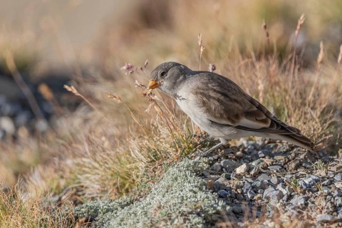 A young white snowfinch (Montifringilla nivalis) searches for food between rocks and grass. The