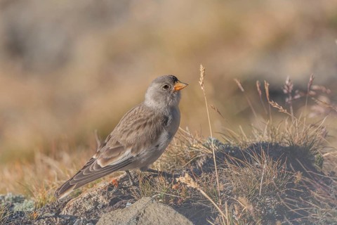 A young white snowfinch (Montifringilla nivalis) searches for food between rocks and grass. The