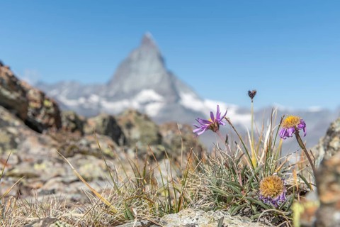 Vibrant purple and yellow flowers grow in the rocky ground and show the beauty of nature. The