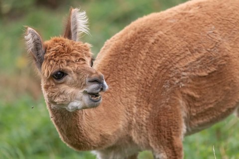 A guanaco stands in a lush green pasture, showing off its striking fur and curious expression. The