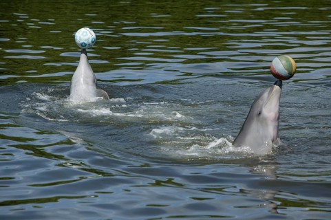 Dolphin, Bottlenose dolphin (Tursiops truncatus), 2 animals performing tricks, Cuba, Caribbean,