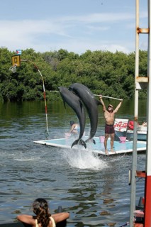 Dolphin, Bottlenose dolphin (Tursiops truncatus), 2 animals performing tricks, Cuba, Caribbean,