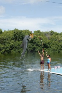 Dolphin, Bottlenose dolphin (Tursiops truncatus), performing tricks, Cuba, Caribbean, Central