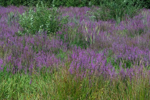 Purple loosestrife (Lythrum salicaria) in a dry carp pond, Eckental, Middle Franconia, Bavaria,