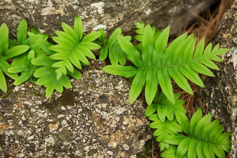 Common polypody, angelica, common spotted fern, spotted fern, stone fern (Polypodium vulgare),