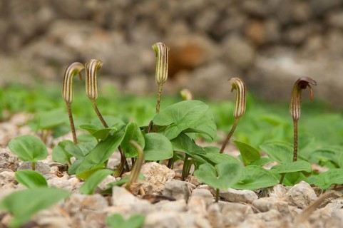 Common cap-aroon, common monk's cap, common Friar's Cowl, common monk's cap (Arisarum vulgare),
