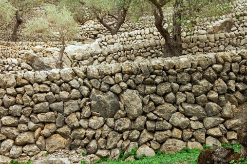 Stone walls in an olive grove, Majorca, Balearic Islands, Spain