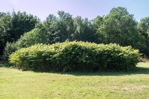 Flowering Japanese Knotweed (Fallopia Japonica), an invasive piece on a meadow in Ystad, Skåne