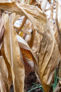 Maize field near Hünxe, dry plants, still being harvested, mostly used for concentrated feed for