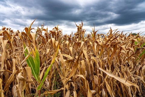 Maize field near Hünxe, dry plants, still being harvested, mostly used for concentrated feed for