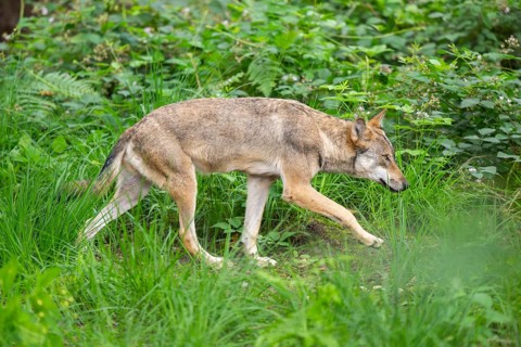 Eurasian wolves (Canis lupus lupus), walking in the forest, Hesse, Germany