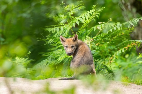 Eurasian wolf (Canis lupus lupus) cub (youngster) sitting on a little sand hill in the forest,