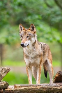 Eurasian wolf (Canis lupus lupus) standing in a forest, Hesse, Germany