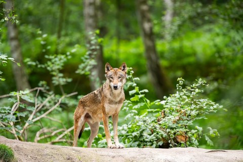 Eurasian wolf (Canis lupus lupus) standing on a little sand hill in the forest, Hesse, Germany