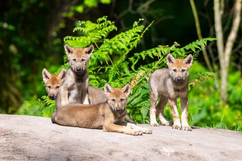 Eurasian wolf (Canis lupus lupus) cubs (youngster) on a little sand hill in the forest, Hesse,