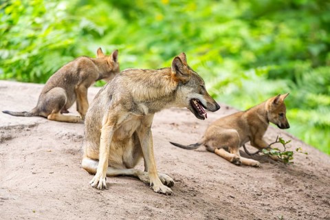 Eurasian wolf (Canis lupus lupus) mother playing with her cub (youngster) on a little sand hill in
