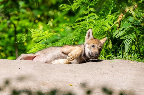 Eurasian wolf (Canis lupus lupus) cub (youngster) lying on a little sand hill in the forest, Hesse,
