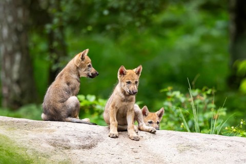 Eurasian wolf (Canis lupus lupus) cubs (youngster) on a little sand hill in the forest, Hesse,