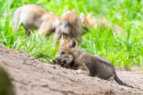 Eurasian wolf (Canis lupus lupus) cub (youngster) lying on a little sand hill in the forest, Hesse,