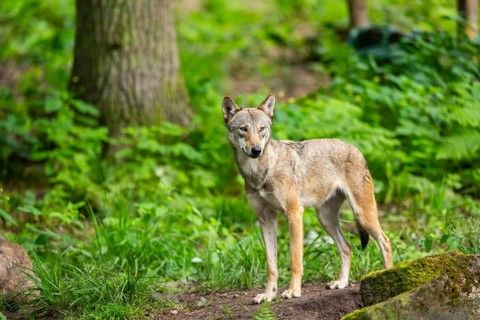Eurasian wolf (Canis lupus lupus) standing in a forest, Hesse, Germany