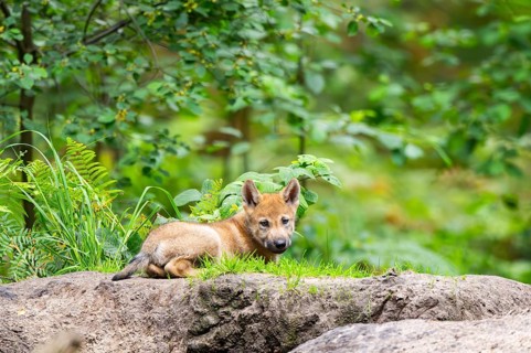 Eurasian wolf (Canis lupus lupus) cub (youngster) lying on a little sand hill in the forest, Hesse,