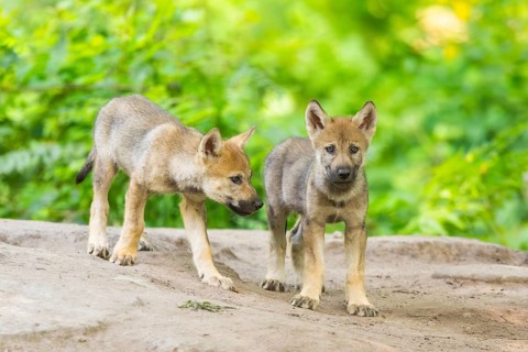 Eurasian wolf (Canis lupus lupus) cubs (youngster) on a little sand hill in the forest, Hesse,