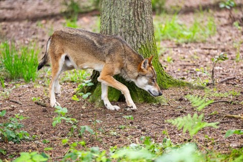 Eurasian wolf (Canis lupus lupus) walking in a forest, Hesse, Germany