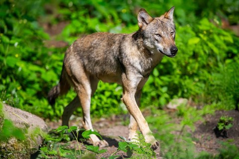 Eurasian wolves (Canis lupus lupus), walking in the forest, Hesse, Germany