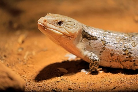 Blue-tongued skink (Tiliqua scincoides), adult, on the ground, foraging, alert, portrait,