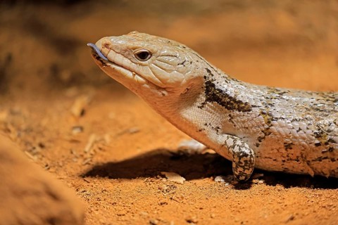 Blue-tongued skink (Tiliqua scincoides), adult, on ground, threatening, portrait, Australia,