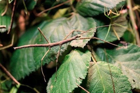 Annam stick insect (Medauroidea extradentata), Vietnamese stick insect, ghost insect, adult,