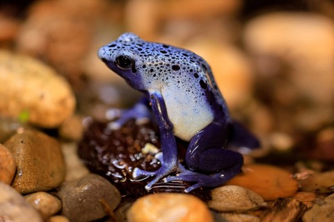 Blue poison dart frog (Dendrobates tinctorius), Blue poison dart frog, adult, alert, in water,