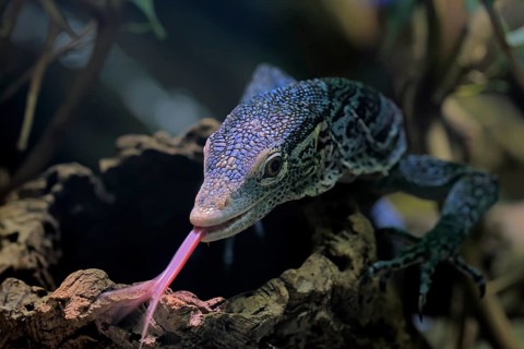 Blue-spotted tree monitor (Varanus macraei), MacRae's monitor, adult, portrait, feeding, Southeast