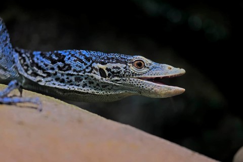 Blue-spotted tree monitor (Varanus macraei), MacRae's monitor, adult, portrait, alert, Southeast