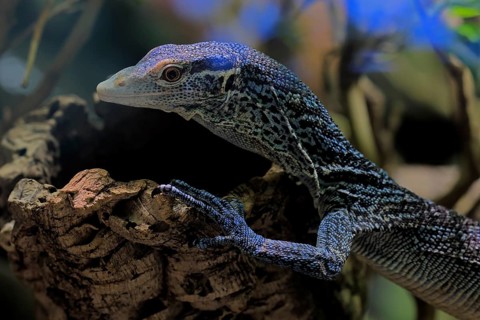 Blue-spotted tree monitor (Varanus macraei), MacRae's monitor, adult, portrait, resting, Southeast