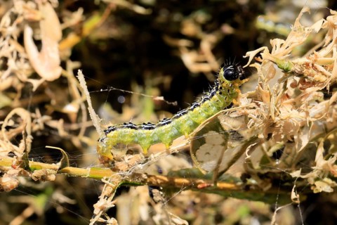 Box tree moth (Cydalima perspectalis), caterpillar, feeding on boxwood, clear feeding, Ellerstadt,