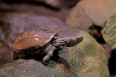 Chinese three-legged turtle (Mauremys reevesii), adult, on rocks, foraging, vigilant, stream