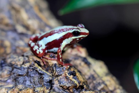Three-striped Woodcreeper (Epipedobates tricolor), adult, on tree, Ecuador, South America