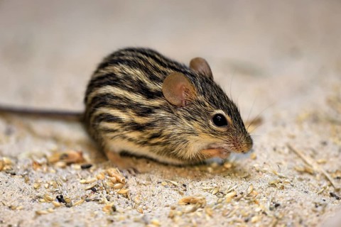 Typical striped grass mouse (Lemniscomys striatus), adult, on ground, alert, foraging, East Africa,
